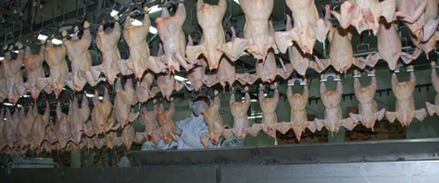 Rusya'ya beyaz et ihracatı başlıyor