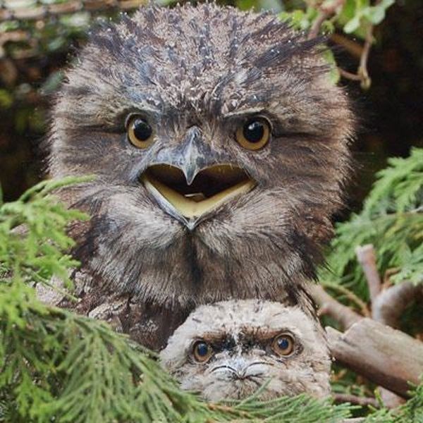 Лягушкорот Птица Фото