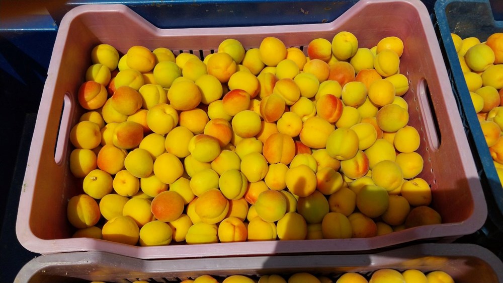 Birinci hasat yapıldı: 500 TL'den alıcı buldu 74 em04pm5gf0ajGE 2GtWDMw