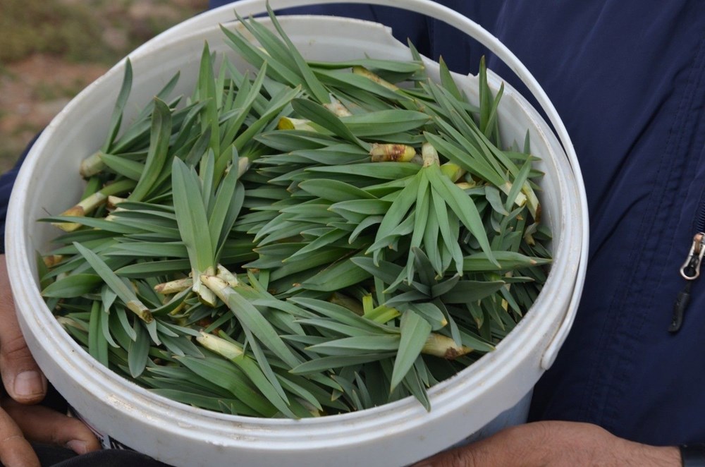 Doğanın Hazinesi: Şifa Dolu Bir Kaynak 72 emU7ln97Jkaqu9tl3uHjJw