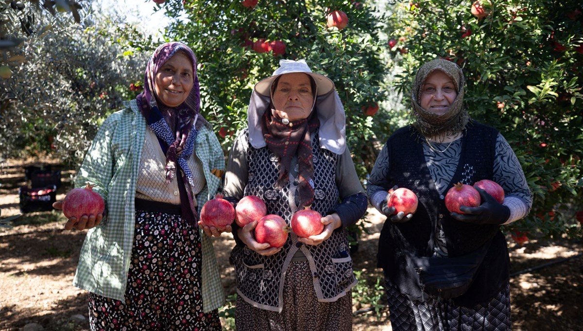 Bahçeden toplanmaya başladı: Üretici memnun, yoğun talep var