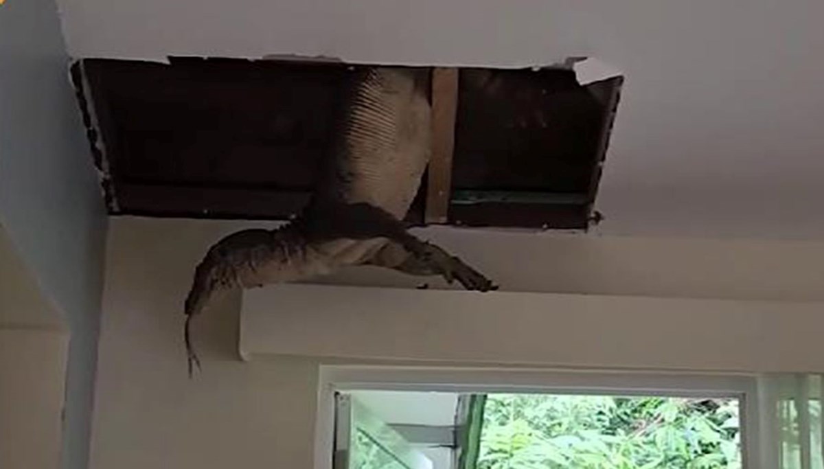 Otel odasında komodo ejderi alarmı