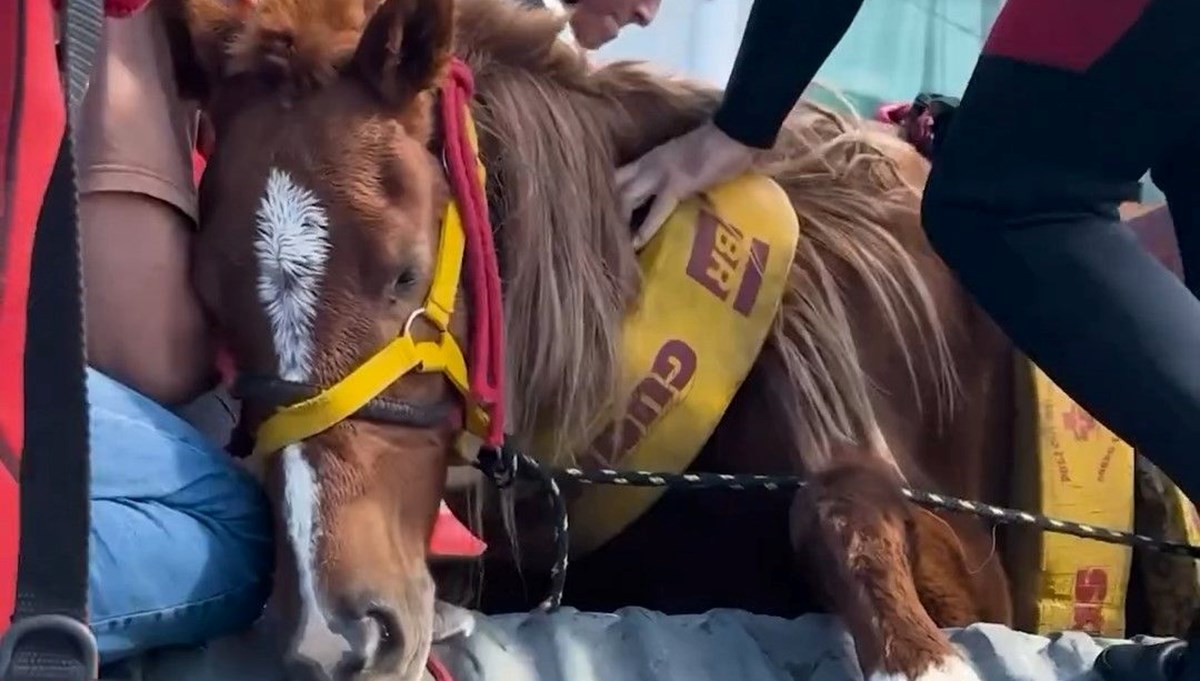 Brezilya'da sel felaketi: Milletvekili ve meclis üyesi, yüzlerce hayvanı selden kurtarıyor Brezilya'da sel felaketi: Milletvekili ve meclis üyesi, yüzlerce hayvanı selden kurtarıyor