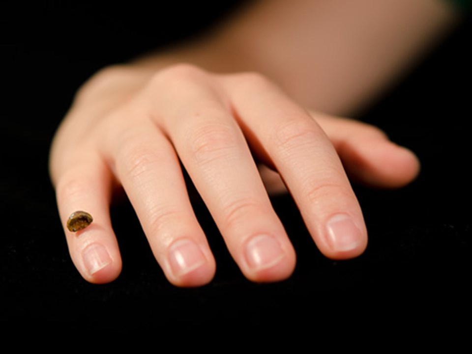 Denisovan insanına ait parmak kemiği fosili.