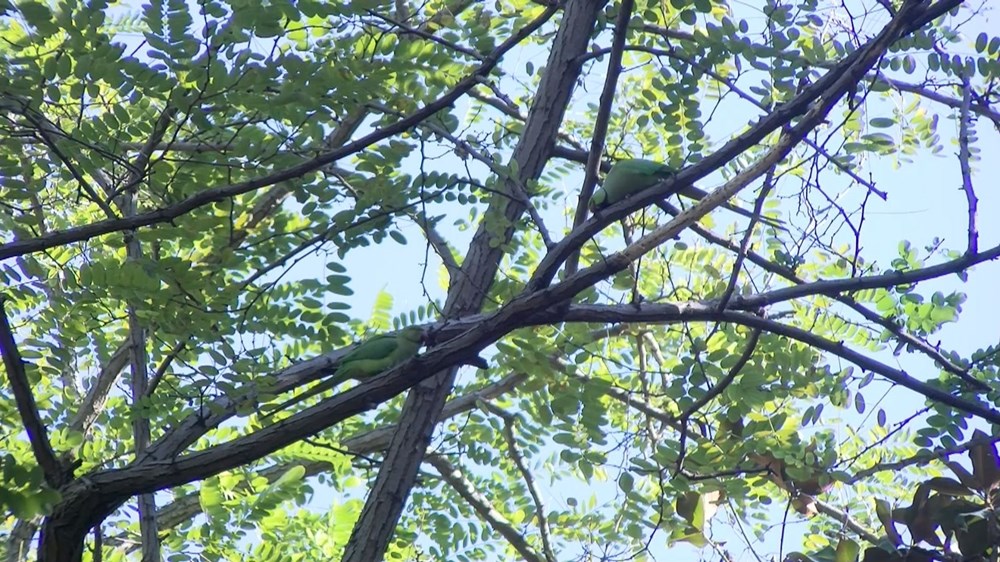 İstanbul'da yeşil papağan sayısı artıyor - 2