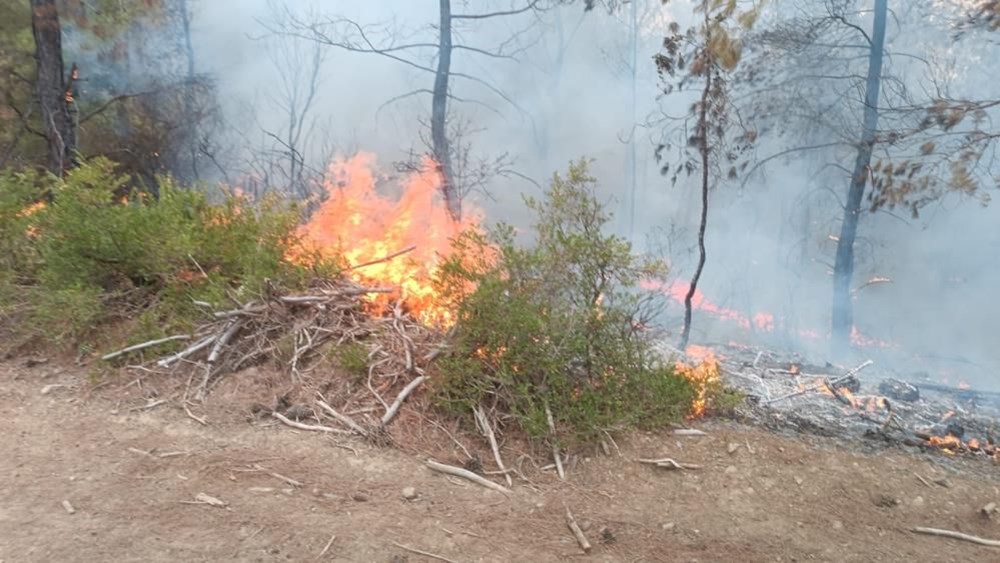 Adana’da 4 dönüm kızılçam ormanı yandı - 2