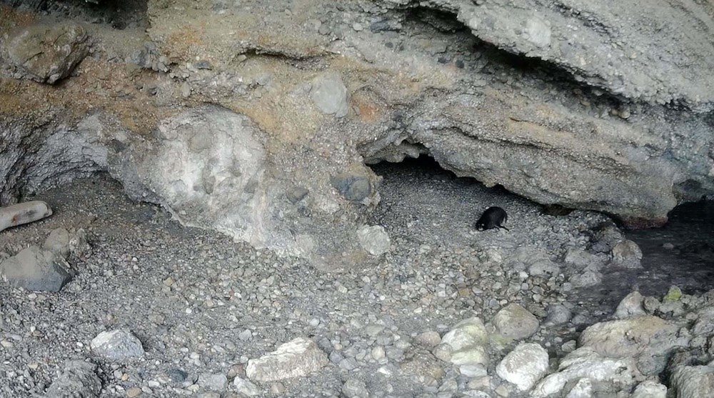 Hayalet Avı: Körfez'de Nesli Tehlikedeki Jenerasyon Fotokapana Yakalandı 73 epTQYRr6OkiwVd Ym6Bccw