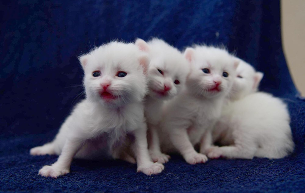 Helsinki Üniversitesi'nin 'Van kedisi' araştırmasına tepki: Bu unvanı asla kabul etmiyoruz - 4