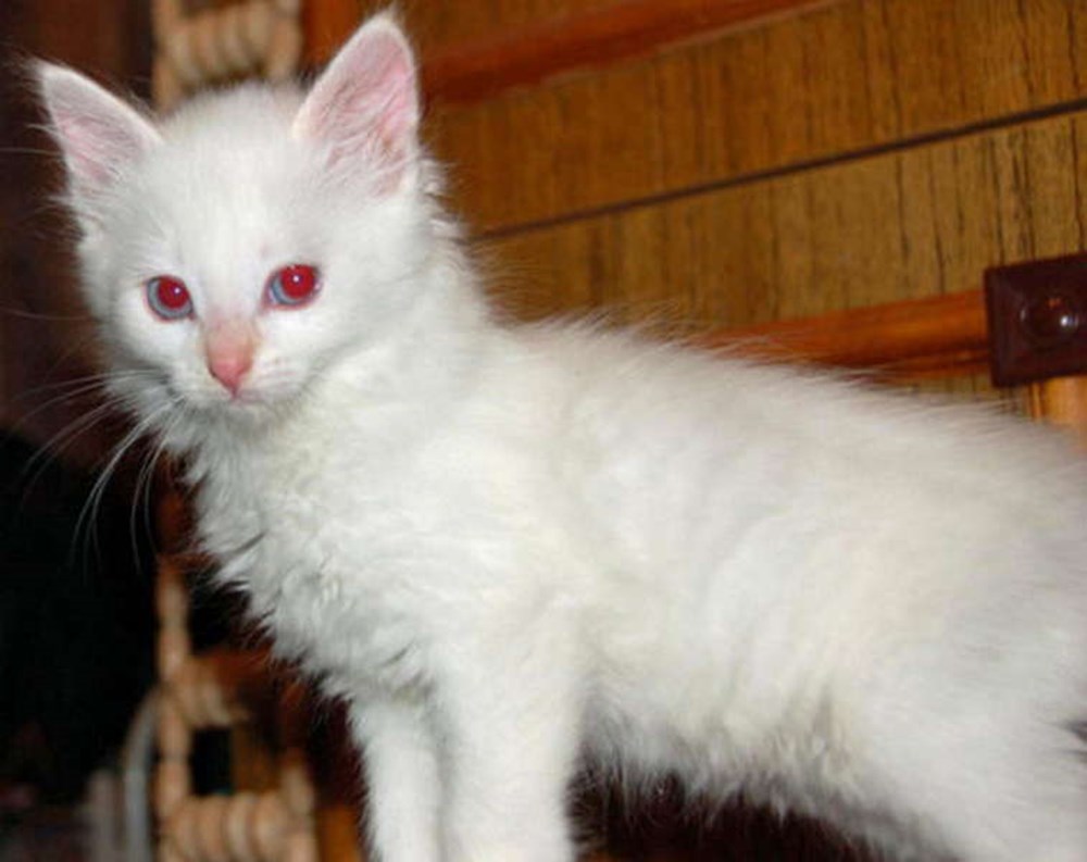 Порода котов альбинос