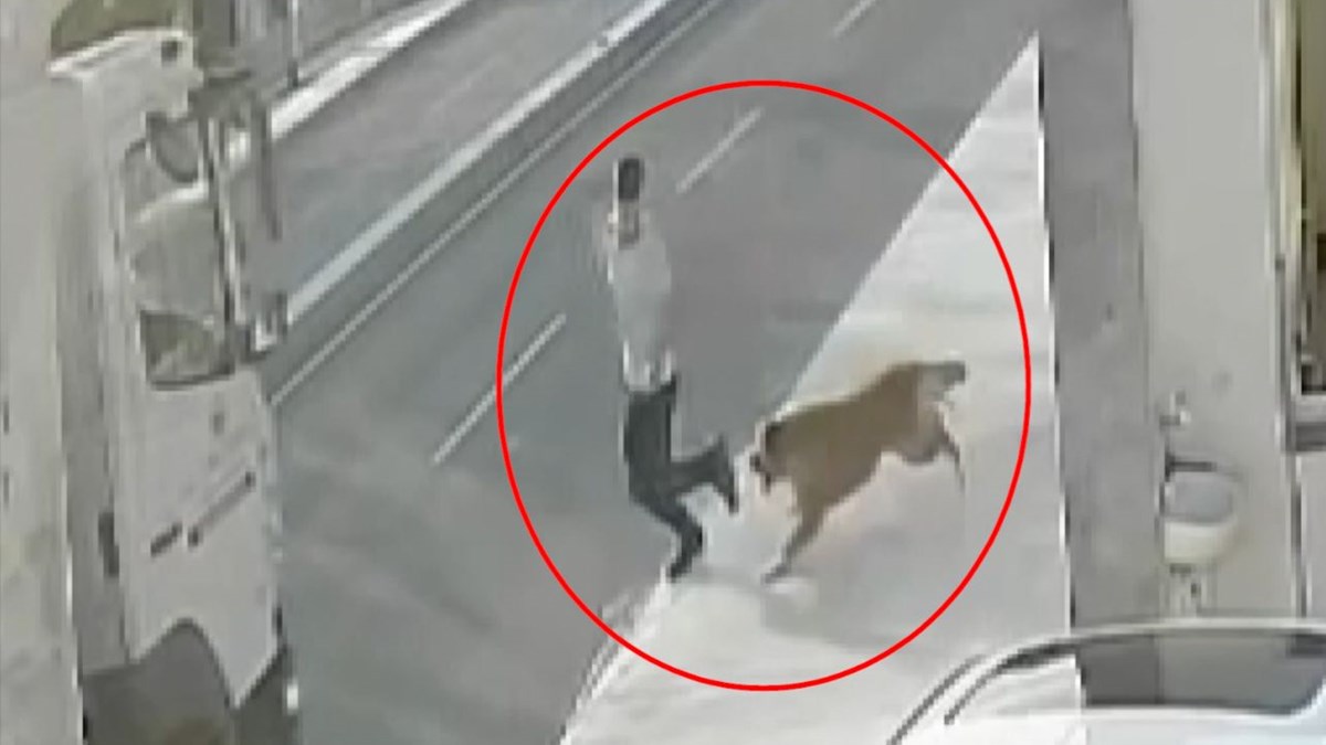 kopekten kacti kamyon carpti ntv