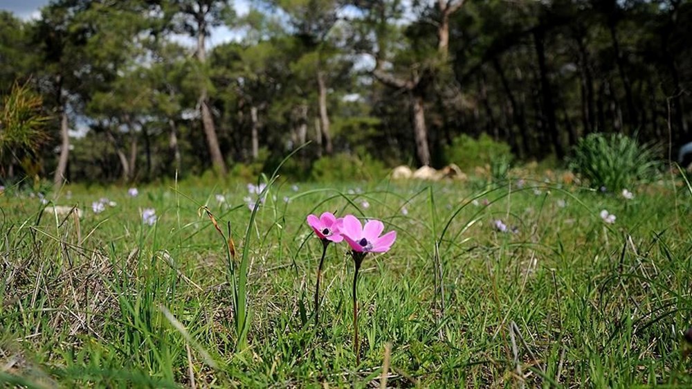 Cemreler ne vakit düşecek? 1. Cemre düşme tarihi 3 eqruXSRP4kGq2GCSL90Tbg