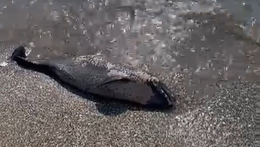 Tekirdağ'da kıyıya ölü yunus vurdu