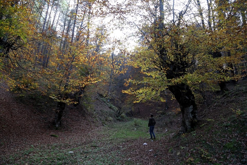 Kunduz Ormanları'nda sonbahar güzelliği - 2