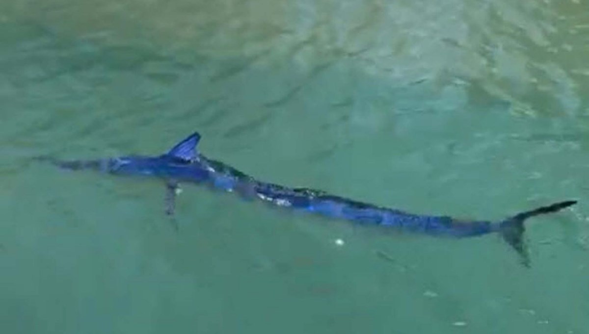 Balığı kıyıda zıpkınla vurdu, 12 bin lira ceza yedi