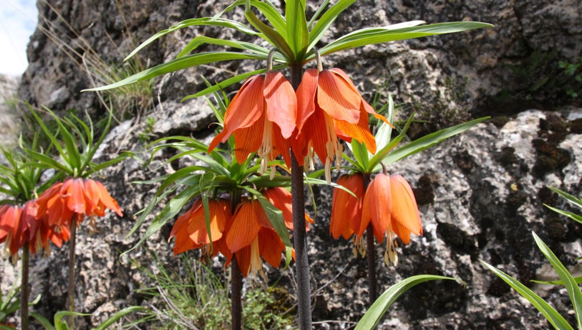 'Ağlayan gelin' gün yüzüne çıktı