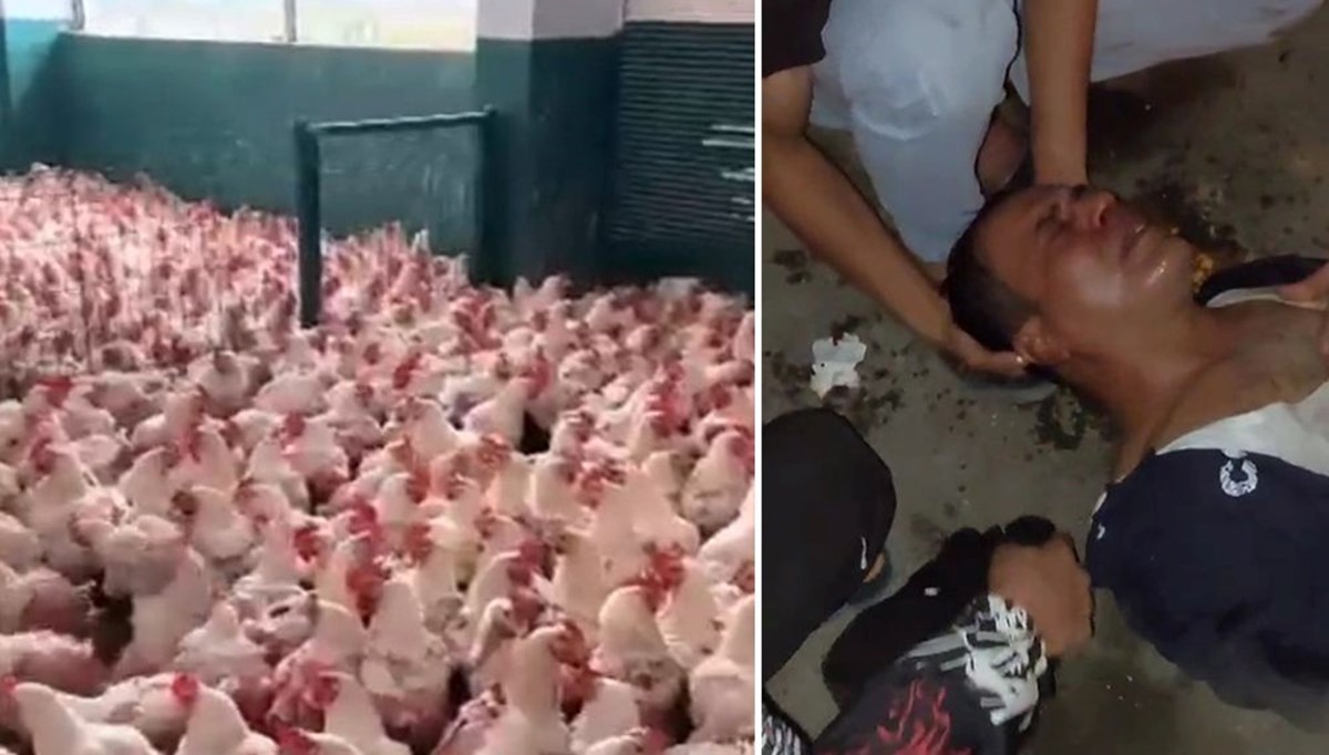 Mülk sahibiyle kiracı arasında kaçak tavuk kesimi kavgası Mülk sahibiyle kiracı arasında kaçak tavuk kesimi kavgası
