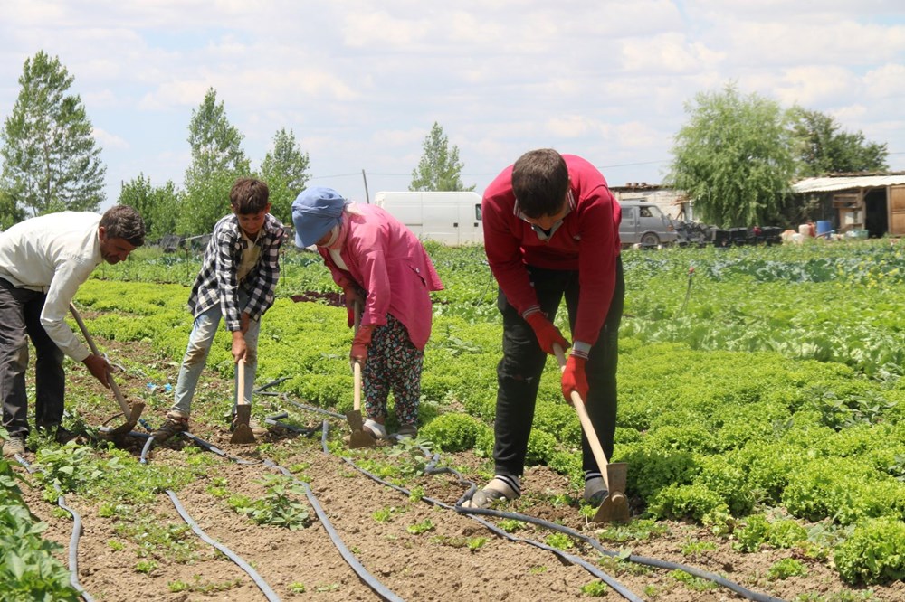 Mevsimlik işçilerin zorlu mücadelesi: Yüksek sıcaklığa rağmen çalışıyorlar - 1