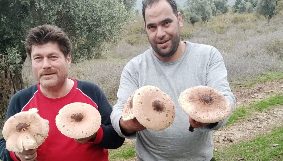 Aydın'da mantar bereketi: Uzmanlar zehirlenmelere karşı uyardı Aydın'da mantar bereketi: Uzmanlar zehirlenmelere karşı uyardı