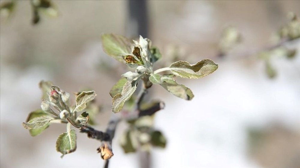 Zirai don nedir, ne demek? Çiftçilerin zararı karşılanacak mı? İşte zirai don olan iller - 2