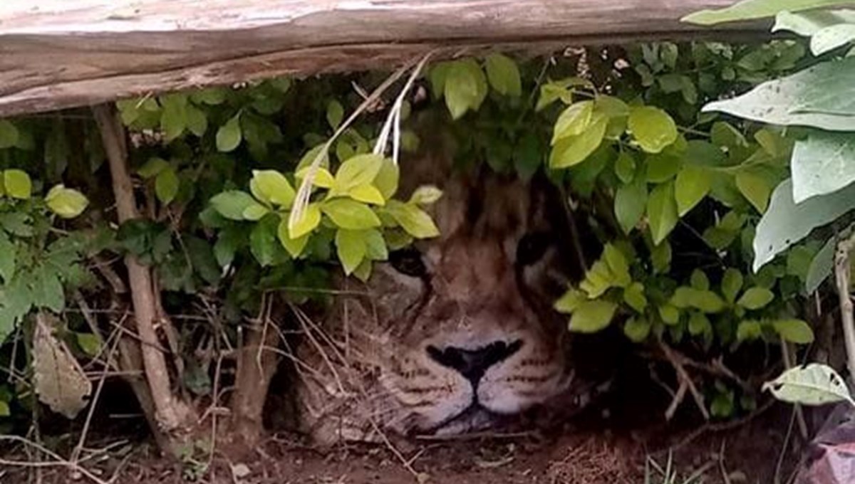 Üstünde aslan fotoğrafı olan çanta, korku yarattı