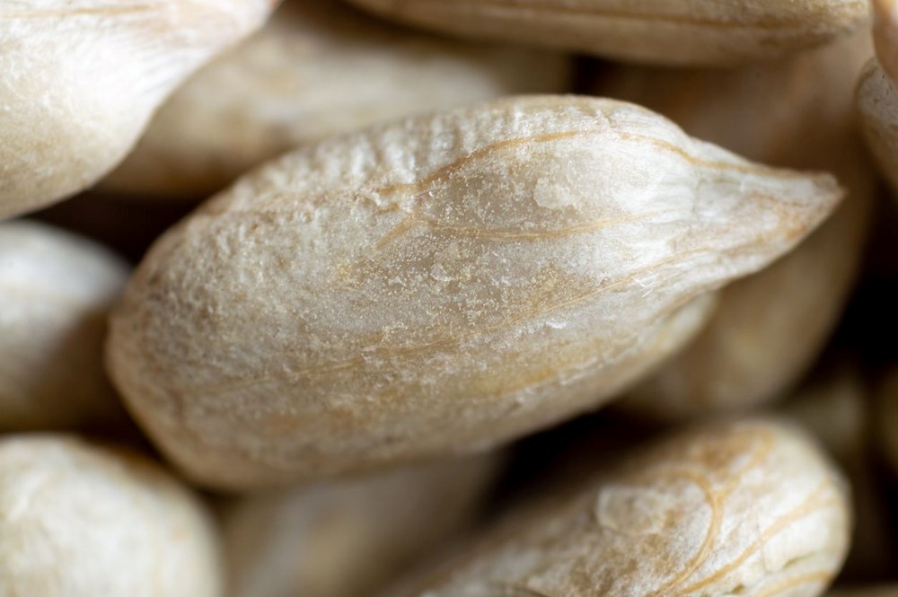 Doğanın Saç Uzatma Gücü: En Etkili E Vitamini Kaynakları 72 eutKluRuJE2wHCWAbgspbA