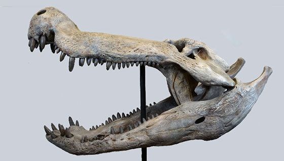 Dinozorlarla beslenen timsah keşfedildi