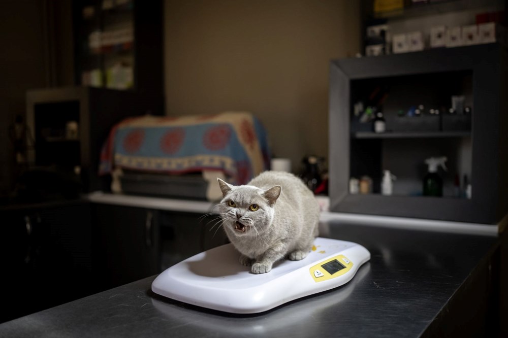 Obezken ünlenen kedi Şiraz'ın çilesi bitmiyor: Şimdi de sahipsiz kaldı - 4