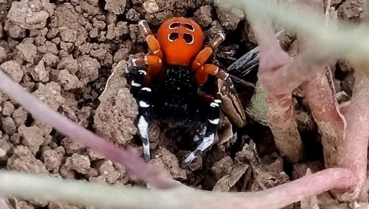 Elazığ'da nadir ve zehirli bir tür: Uğur Böceği Örümceği!