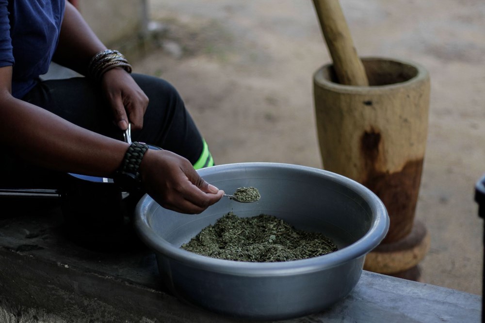 The plant that African country hopes for, Zumbani: If we didn't use it, we would be dead - 14