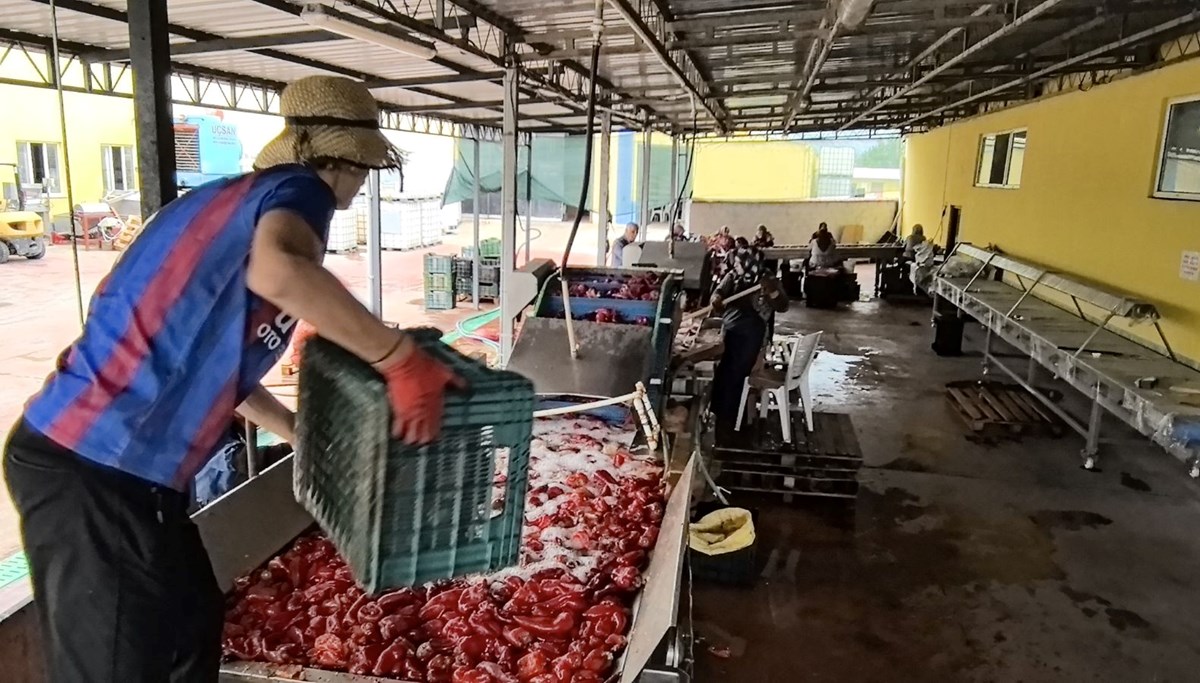 Bursa'da üretilip, Hollanda'ya gönderiliyor: Bin 500 ton ihraç edilecek