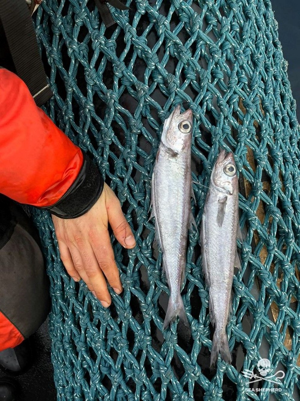Fransa'da deniz yüzeyi 100 binden fazla ölü balıkla kaplandı - 3