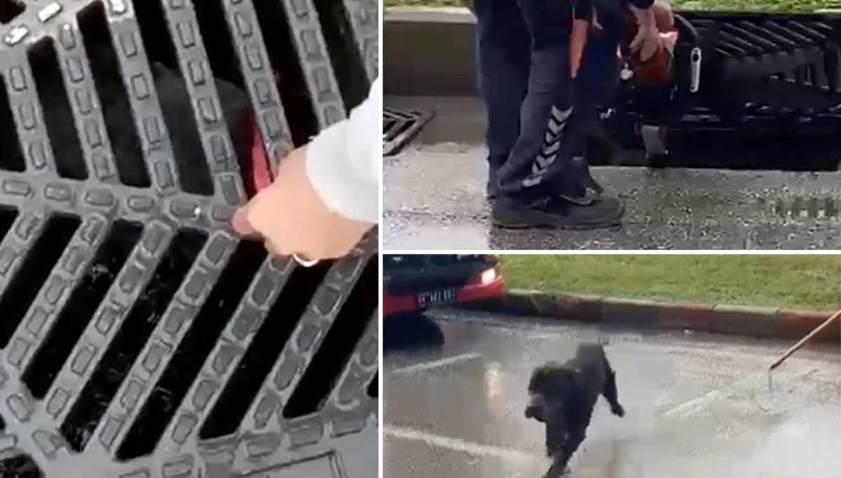 Köpek kanalizasyonda mahsur kaldı, vatandaşlar seferber oldu Köpek kanalizasyonda mahsur kaldı, vatandaşlar seferber oldu