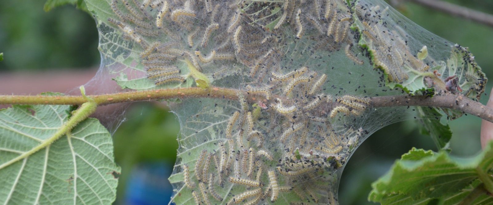 Sakarya'da "Amerikan beyaz kelebeği" ile mücadele - Son Dakika Türkiye  Haberleri | NTV Haber