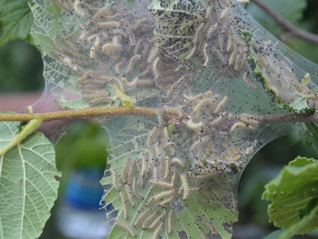 Sakarya'da "Amerikan beyaz kelebeği" ile mücadele - Son Dakika Türkiye Haberleri | NTV Haber