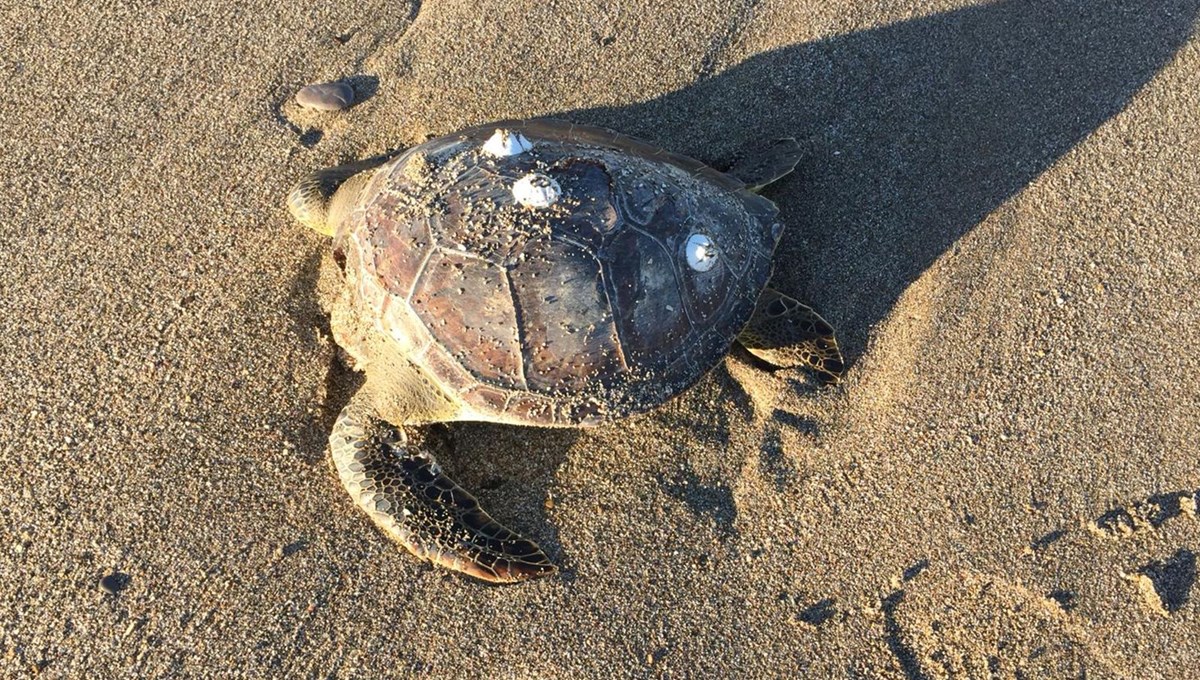 Alanya'da 4 caretta caretta ölüsü kıyıya vurdu