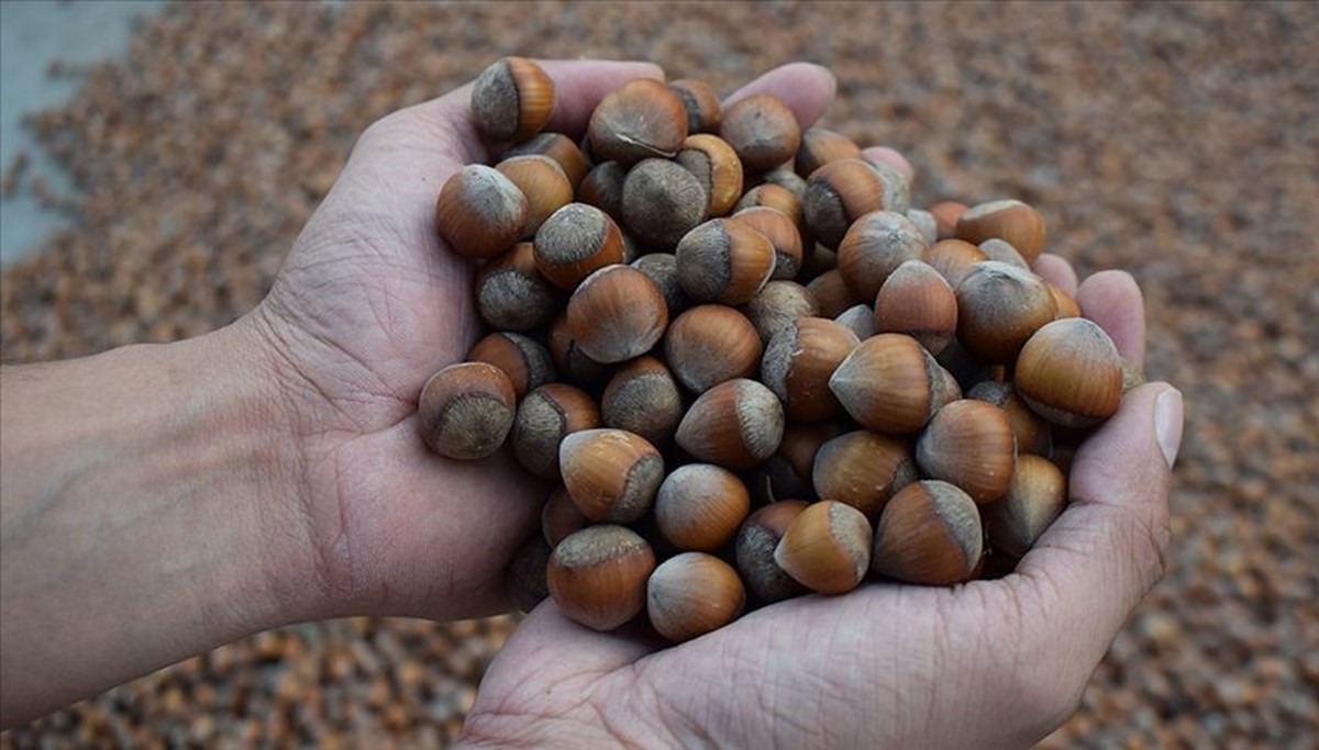 Fındıkta yüksek ihracat hedefi var