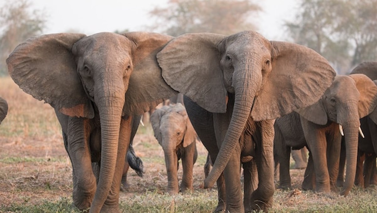 Mozambik'te filler insanlıktan korunmak için mutasyon geçirdi: Artık dişsiz doğuyorlar