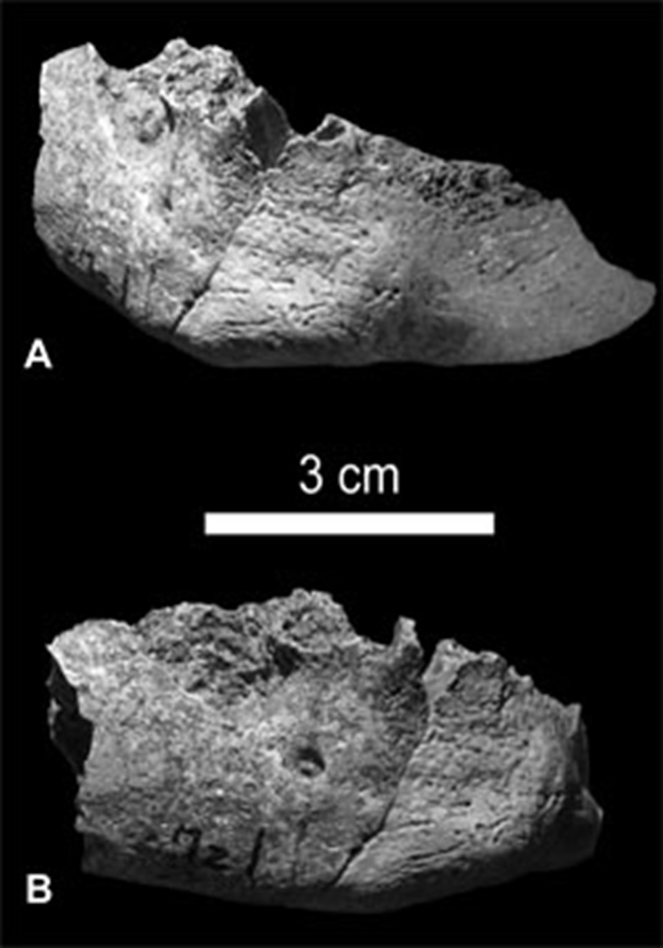İlk Neandertal-insan melezi  - 1