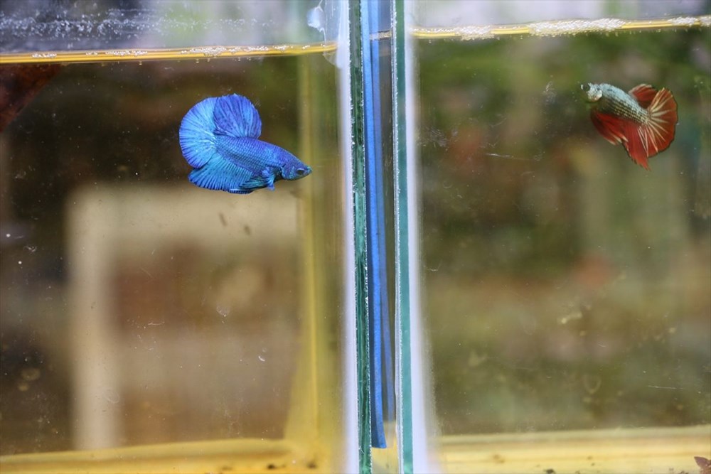 Betta balıkları yarışma için 'kuaförde' güzelleşiyor - 11