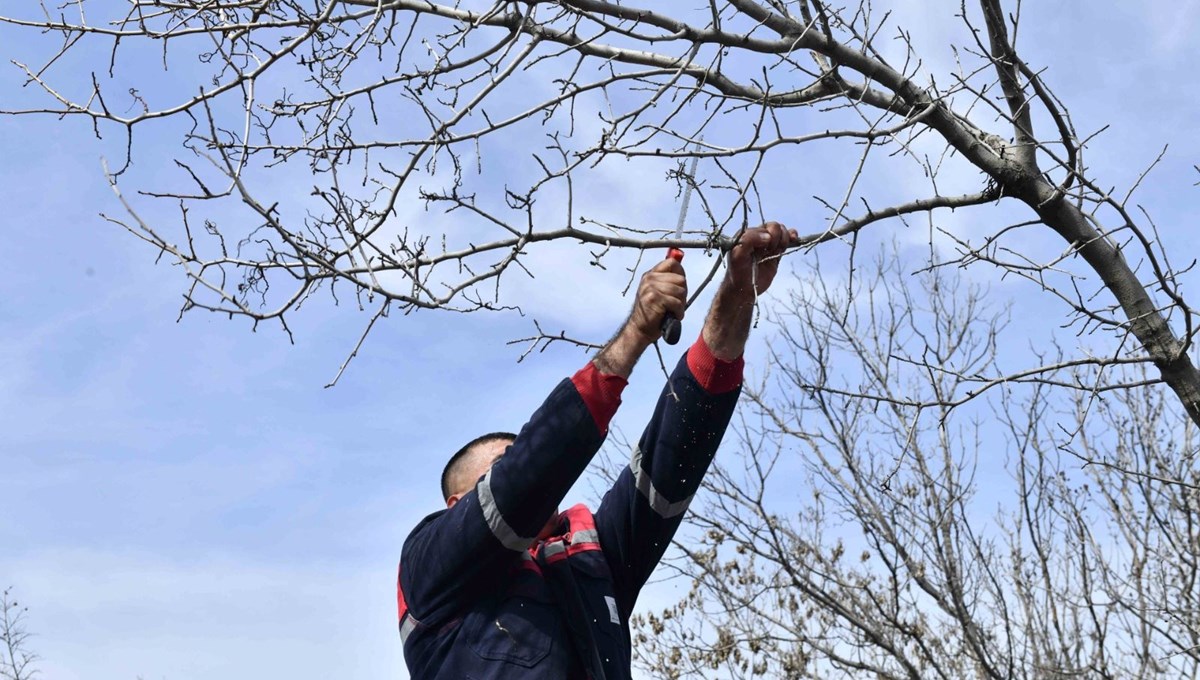 Yabani sakız ağaçları, Ankara fıstığı olacak