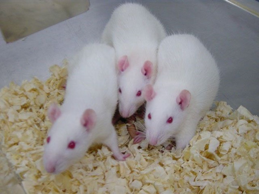 Venüs neden saat yönünde dönüyor? (İlginç bilgiler) - 71