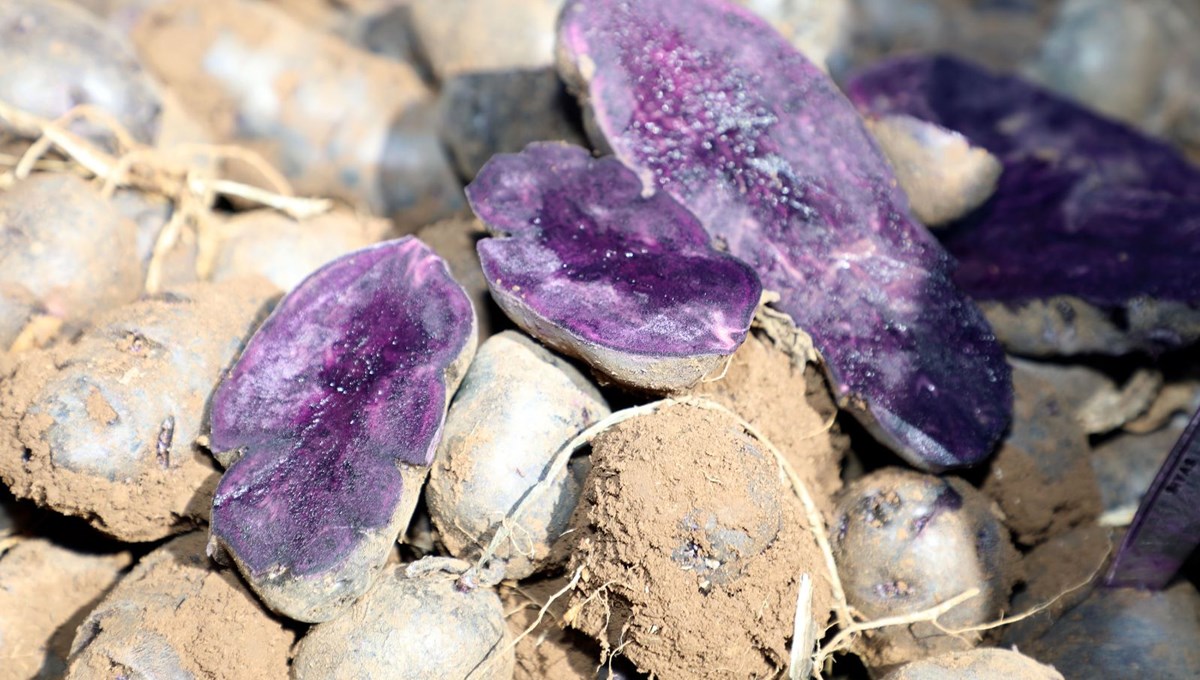 Sivas'ta mor renkli tescilli patatesin hasadı başladı