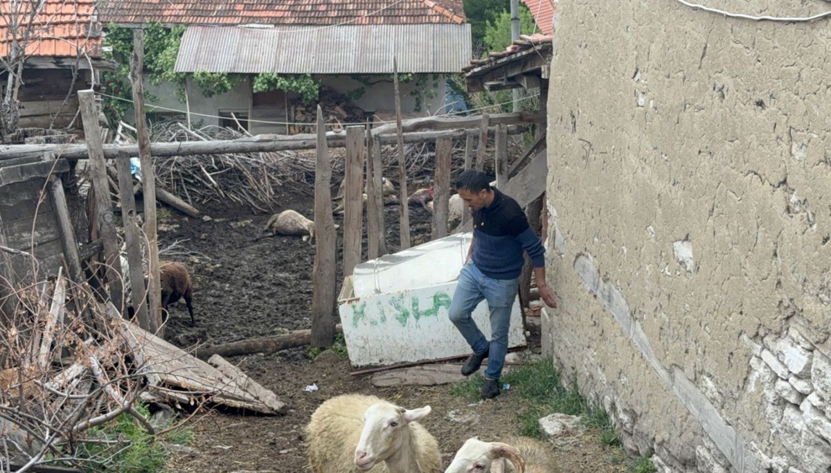 Kurtlar ağıla girdi, 11 koyun öldü Kurtlar ağıla girdi, 11 koyun öldü