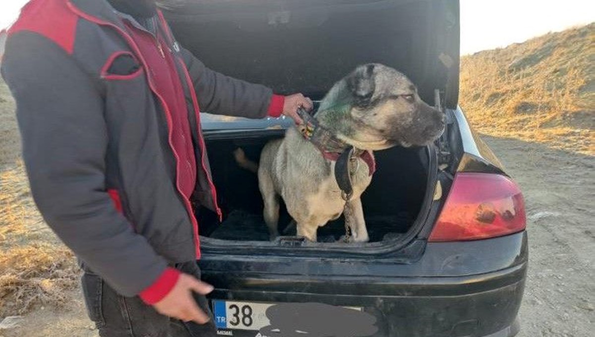 Kayseri'de köpek dövüştürerek bahis oynayanlara suçüstü