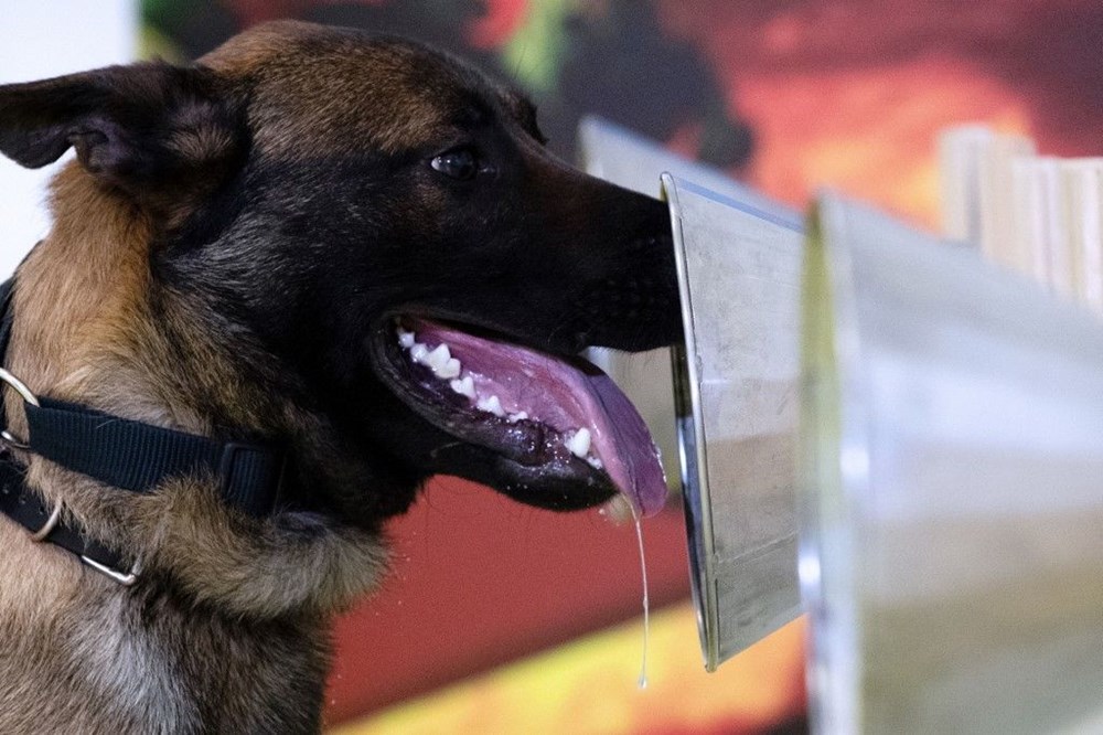 Sporda yeni dönem: Köpekler Covid-19’u kokladı, 2 bin kişimaç izledi - 22