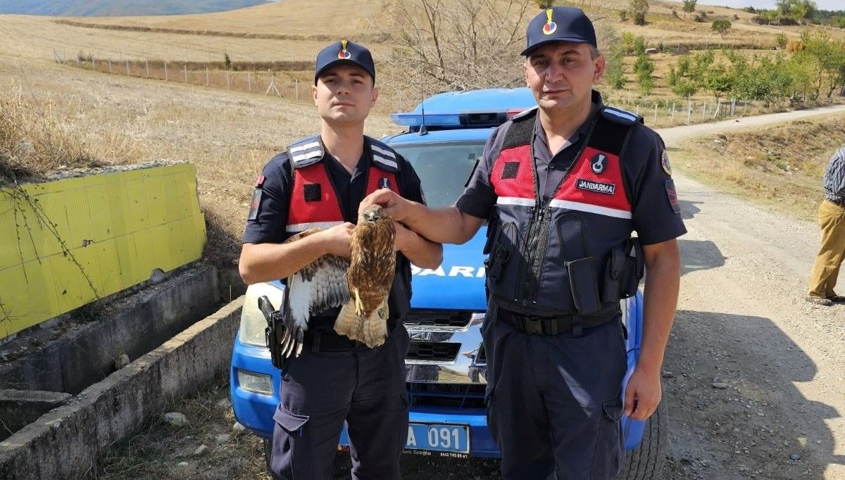 Amasya'da yaralı kızıl şahin korumaya alındı