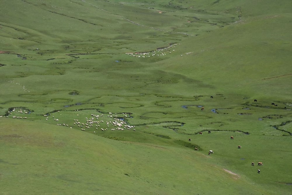 Karadeniz'in menderesleriyle ünlü Perşembe Yaylası doğaseverleri ağırlıyor - 13