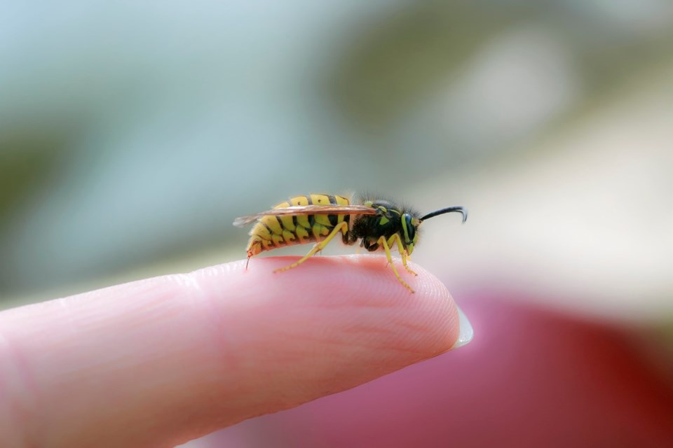 Bilim insanları arılara corona virüsü koklamayı öğretti: Saniyeler içinde tespit ediyorlar - 1