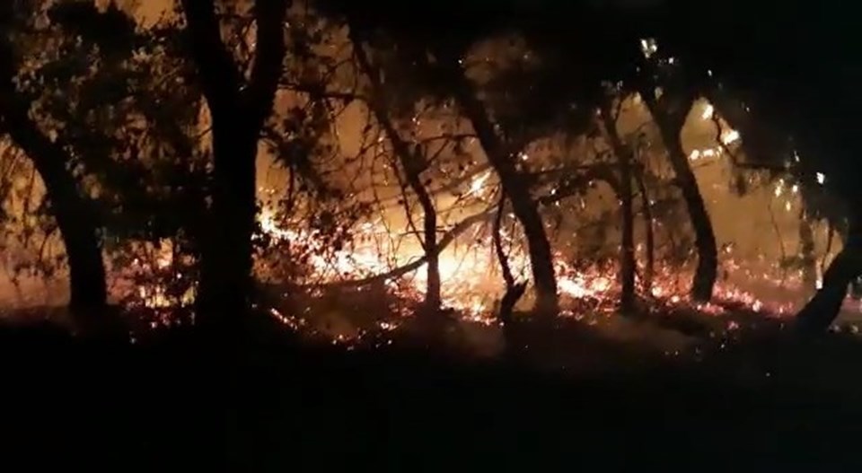 Aydın'da zeytinlik alanda yangın - 2