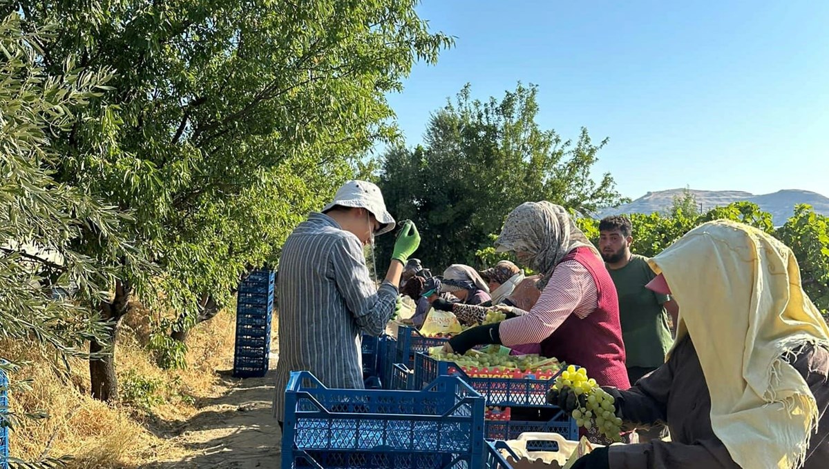 İlk hasat başladı! Tarlada, bağda 35 TL'den satılıyor